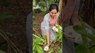 Wild Edible Mushrooms at farmreels farm mushroom green garden home happiness coconut oil [upl. by Noemad734]