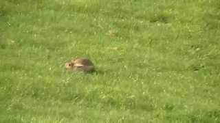 Lurcher pup running rabbit [upl. by Erodasi]