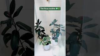 Ficus Elastica Burgundy amp Tineke Rubber Plant Shower Clean the leaves soak the soil  HappyPlant [upl. by Elleved501]