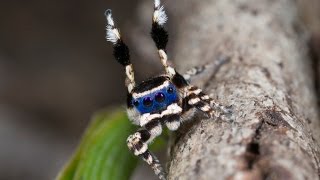 Peacock Spider 13 Maratus personatus [upl. by Leima798]