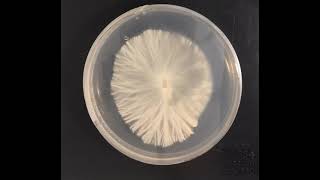 Best mushroom time lapse 14 day mycelium Petri dish grow beautiful hyphae and full plate magic [upl. by Lesna]