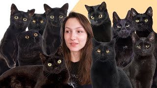 8 Facts You Didnt Know About Black Cats [upl. by Auberta]