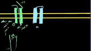 Action Potential Cycle [upl. by Jessie]