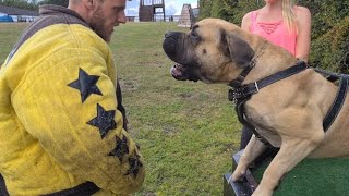 African Boerboel Agitation Training [upl. by Qahsi185]