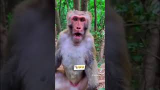 Boru karanne epa trending top srilanka kpy funny viralvideo memes love duet single [upl. by Anoy]