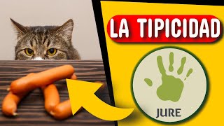 LA TIPICIDAD Conducta Tipica Tipo Penal Atipicidad [upl. by Ydnerb]