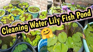 Cleaning water lily and molly fish pond 🤗☺ waterlilyplant waterlily tropicalwaterlily [upl. by Hollander]