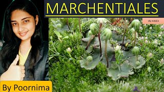 Order Marchentials Life cycle of Marchantia By Poornima [upl. by Salangi]