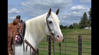 Susan  Hip 114 July 22nd Billings Livestock Horse Sale billingslivestockcommissio3747 [upl. by Lobell]