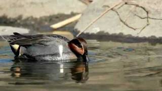 Greenwinged Teal Anas carolinensis [upl. by Audris140]