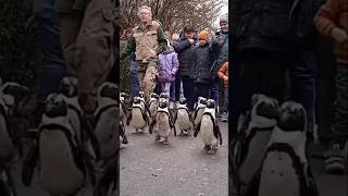 Penguin Walk 🐧 pingvinek travelshorts birds discoverhungary [upl. by Ventre]