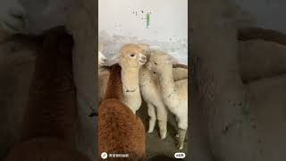 Why do alpacas spit alpaca [upl. by Areik247]