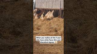 White Faced Heifers and Steers  Hereford Cattle Farm herefordcows herefordcattle beeffarm cows [upl. by Brazee]