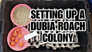 Setting Up A Dubia Roach Colony [upl. by Gilchrist540]