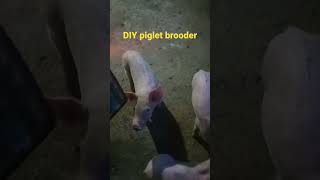 DIY PIGLET BROODER [upl. by Assille23]