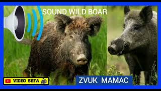 VABILICA DIVLJA SVINJA  VEPRA SOUND WILD BOAR ZVUK MAMAC DIVLJE SVINJE ZOV [upl. by Vasilek]