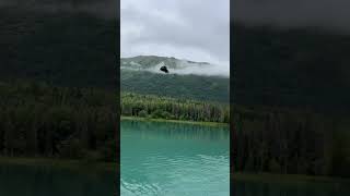 Eagle Tries to Steal Trout on Kenai River Alaska [upl. by Garbers]