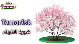 نطق كلمة Tamarisk شجرة الطرفاء 🗣️ How to pronounce tamarisk 🗣️ إزايتنطقهاصح 🗣️✔️ [upl. by Joelle836]