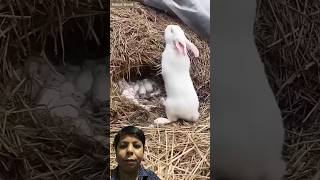 New Born Baby Rabbits animal pets rabbit bunny love [upl. by Canute]