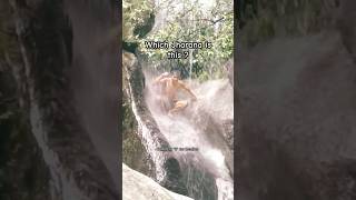 Which Waterfall nature shortvideo youtubeshorts waterfall viralvideo [upl. by Oraneg]