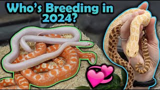 Snake Breeding Plans 2024 [upl. by Duncan]