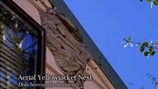 Aerial Yellowjacket nests [upl. by Laurita]