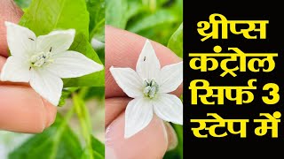 थ्रीप्स कंट्रोल सिर्फ 3 स्टेप में । Thrips Control [upl. by Anoynek]