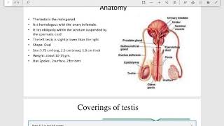 Cryptorchidism Pathology [upl. by Brezin888]