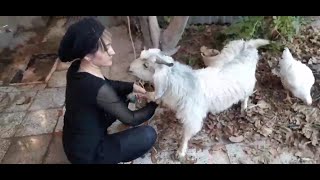 woman butcher goat and rooster fahima vlog [upl. by Corty]