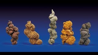 You Can Own Fossilized Dinosaur Poop [upl. by Divaj]