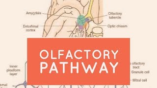 OLFACTORY PATHWAY  The White Army [upl. by Cahra981]