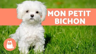 Bichon Maltais  Caractère soins éducation [upl. by Ahseket]