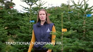 Traditional Nordmann Fir  An introduction [upl. by Hammerskjold]