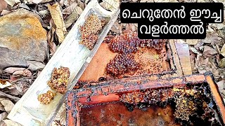 ചെറുതേൻ ഈച്ച വളർത്തൽ \ Stingless Bee Farming Malayalam [upl. by Truitt278]