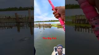 fishing fish bassfishing fishingvideo fishfry fishinglife fishcutting fishvideo [upl. by Neddie]