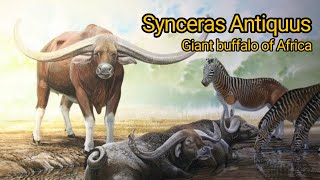 Syncerus antiquus The giant buffalo of Pleistocene Africa [upl. by Kristyn]