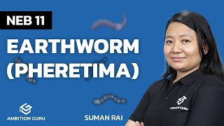 Earthworm Pheretima  Class 11  Zoology  NEB  Ambition Guru [upl. by Ylelhsa73]