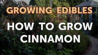 How to Grow Cinnamon [upl. by Ardnovahs447]