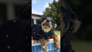 Is your dog your motivation shorts shortsfeed shortsvideo [upl. by Ttihw]