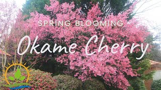 The GOAT of Spring Blooming Trees 🐐 Okame Cherry  Plant Spotlight [upl. by Bolan271]