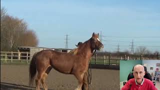 Comment gérer un cheval stressé [upl. by Inavoj148]