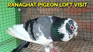 RANAGHAT RUBEN GOMES PIGEON LOFT VISIT [upl. by Ellenar]