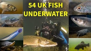 Every UK Freshwater Fish Filmed Underwater [upl. by Hurlbut]