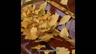 An amazing ancient plant Ginkgo Biloba [upl. by Hsotnas]