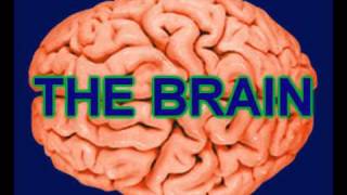 The Brain Rap [upl. by Analram]