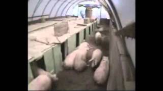 Natural Farrowing Systemwmv [upl. by Nader]