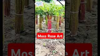 Moss rose shortsvideo farming agrimachinery agriculture flowers flower moss mossrose [upl. by Alleoj]