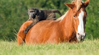 Incredible Friendship Between A Horse And A Baboon [upl. by Lytton736]