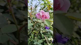 Pink rose vlog homegarden gardening green field agriculture ytshorts yt rasmitanaik7 [upl. by Hamner]