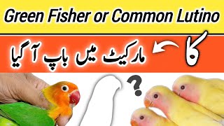 Green Fisher Parrot or Common lutino rakhne wale zara ruk jaen 🔥 [upl. by Dowd]